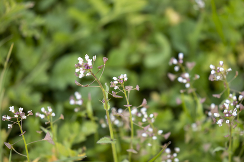 iNaturalist observation photo of shepherd's-purse