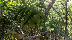 Coccothrinax proctorii