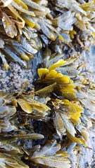 Fucus guiryi
