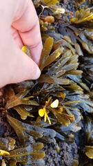 Fucus guiryi