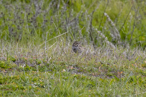 iNaturalist observation photo of Savannah Sparrow
