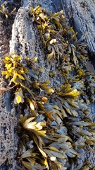Fucus guiryi
