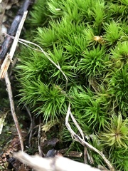 Dicranum condensatum