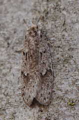 Semioscopis megamicrella