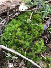 Dicranum condensatum