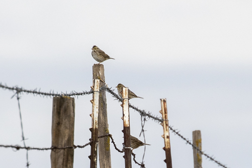 iNaturalist observation photo of Savannah Sparrow