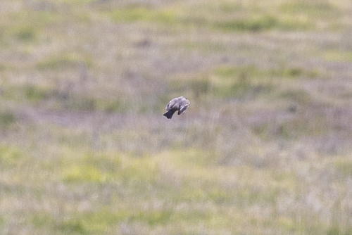 iNaturalist observation photo of Say's Phoebe