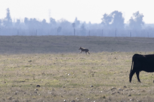iNaturalist observation photo of Coyote
