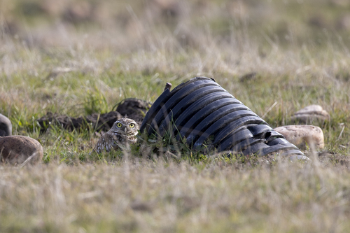 iNaturalist observation photo of Burrowing Owl