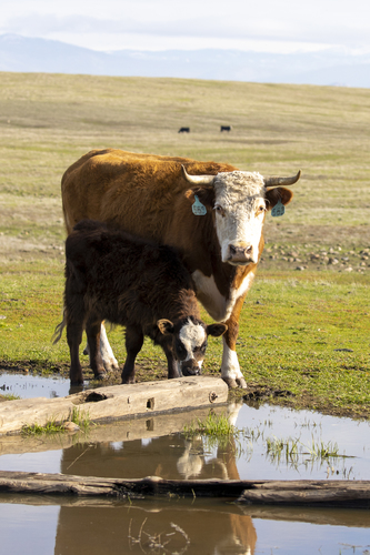 iNaturalist observation photo of Domestic Cattle