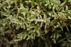 Hypnum curvifolium