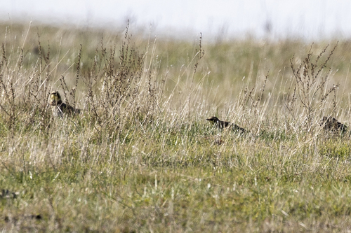 iNaturalist observation photo of Horned Lark