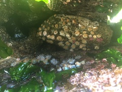 Anthothoe chilensis