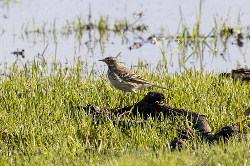 iNaturalist observation photo of American Pipit