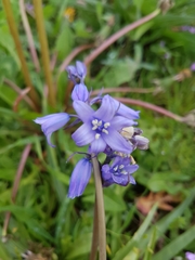 Hyacinthoides non-scripta
