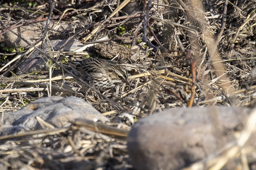 iNaturalist observation photo of Savannah Sparrow