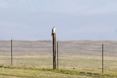 iNaturalist observation photo of Prairie Falcon