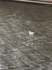 Chroicocephalus ridibundus