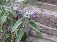 Salvia cuspidata