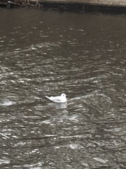 Chroicocephalus ridibundus