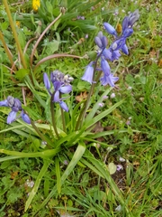 Hyacinthoides non-scripta