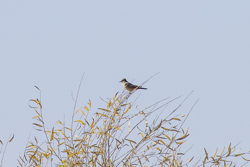 iNaturalist observation photo of Say's Phoebe