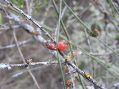 Ephedra triandra