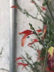Dicliptera sexangularis