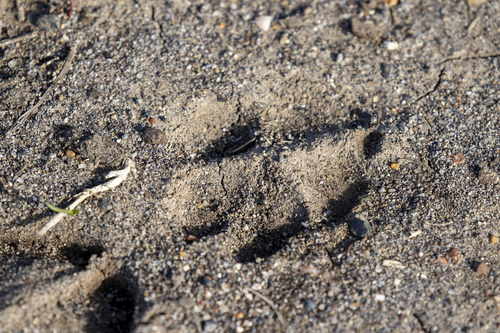 iNaturalist observation photo of Coyote