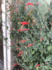 Dicliptera sexangularis