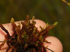 Scorpidium revolvens