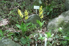 Calanthe striata