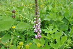 Pedicularis davidii
