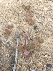 Chorizanthe douglasii