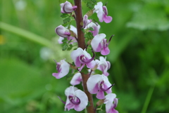 Pedicularis davidii