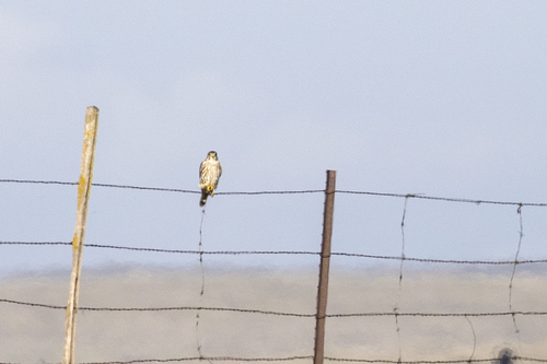 iNaturalist observation photo of Merlin