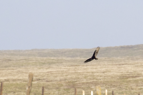 iNaturalist observation photo of Turkey Vulture