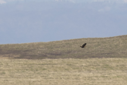 iNaturalist observation photo of Red-tailed Hawk