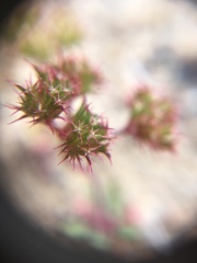Chorizanthe douglasii