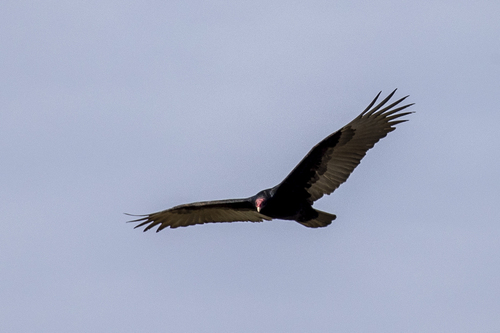 iNaturalist observation photo of Turkey Vulture