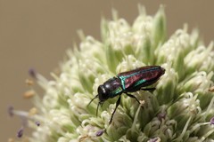 Bilyaxia concinna