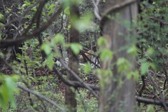 Panthera tigris tigris