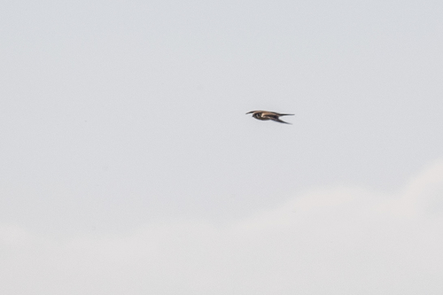iNaturalist observation photo of American Kestrel
