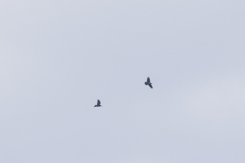 iNaturalist observation photo of Common Raven