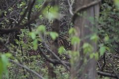 Panthera tigris tigris