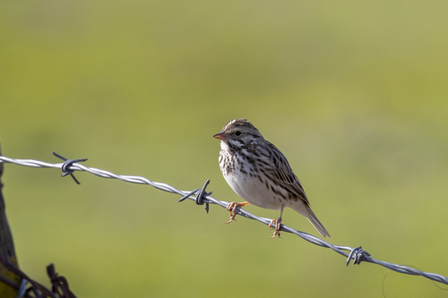 iNaturalist observation photo of Savannah Sparrow