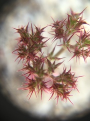 Chorizanthe douglasii