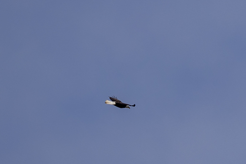iNaturalist observation photo of Bald Eagle