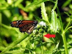Gymnocoronis spilanthoides