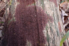 Frullania kunzei